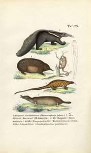 Anteaters and Other Insectivorous Mammals