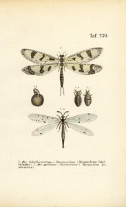 Antlions and Their Developmental Stages