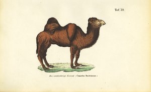 Bactrian Camel