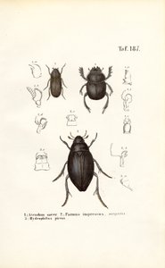 Beetles of the Scarabaeidae and Hydrophilidae Families with Anatomical Details