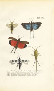 Blue-winged Grasshopper, Red-winged Grasshopper and Other Insects