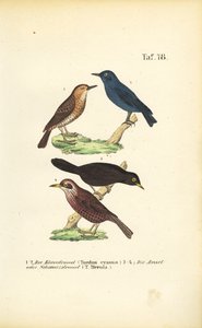 Blue Rock Thrush and Common Blackbird