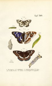 Butterflies with Caterpillars and Metamorphosis Stages