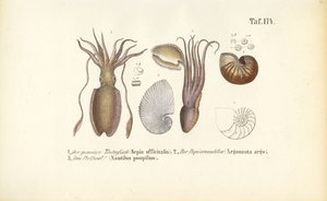 Cephalopods: Cuttlefish, Paper Nautilus and Chambered Nautilus
