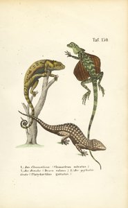 Chameleon, Flying Dragon and Tokay Gecko