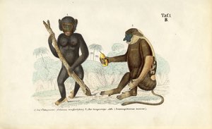 Chimpanzee and Proboscis Monkey