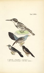 Common Cuckoo and Kingfisher