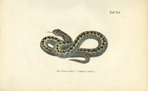Common European Adder