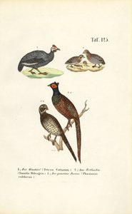 Common Quail, Helmeted Guineafowl and Common Pheasant