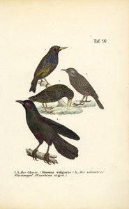 Common Starling and Solitary Black Cacique