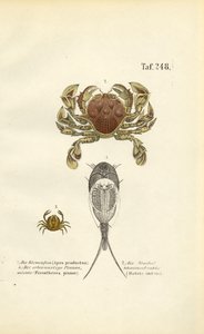 Crustaceans and Tadpole Shrimps