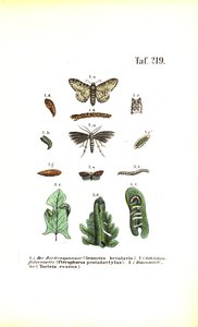 Developmental Cycle of Butterflies with Harmful Effects