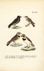 Different Species of Larks