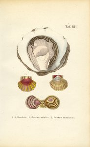 Edible Oysters and Scallops