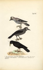 Eurasian Jay, Spotted Nutcracker and Alpine Chough
