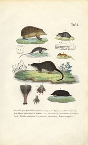 European Insectivores: Hedgehog, Shrews and Mole