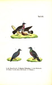 European Wild Pigeons by J. W. Tenhaeff