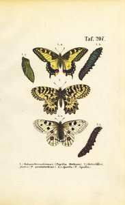 European Butterflies with Caterpillars and Pupae