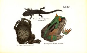 Exotic Amphibians with Distinctive Features by J. W. Tenhaeff