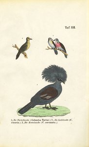 Exotic Pigeon Species and Victoria Crowned Pigeon by J. W. Tenhaeff