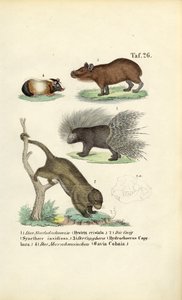 Exotic Rodents