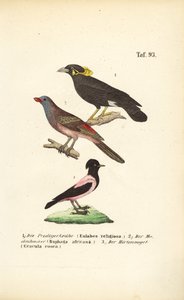 Exotic Songbirds from Africa and Asia
