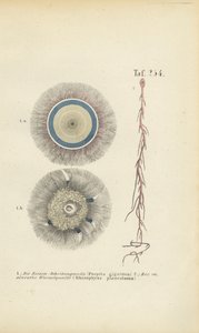 Giant Blue Button and Red Root Jellyfish by J. W. Tenhaeff
