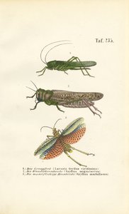 Great Green Bush-cricket, Migratory Locust and Red-winged Grasshopper by J. W. Tenhaeff