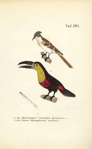 Great Spotted Cuckoo and Toucan