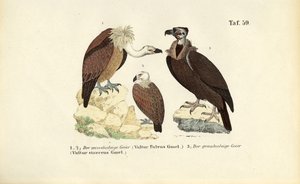 Griffon Vulture and Cinereous Vulture by J. W. Tenhaeff