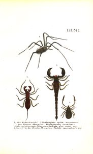 Harvestman and Scorpions