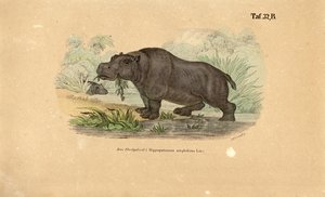 Hippopotamus at Waterside by J. W. Tenhaeff