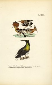 Hoopoe and Magnificent Riflebird