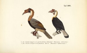 Hornbills from Southeast Asia