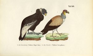 King Vulture and Andean Condor