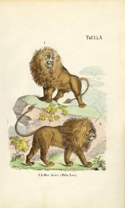 Lions in Different Poses