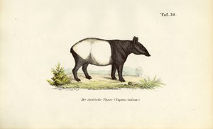 Malayan Tapir