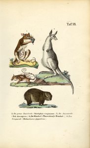 Marsupials from America and Australia