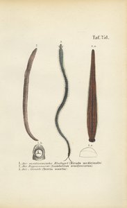 Medicinal Leech, Earthworm and Nereid