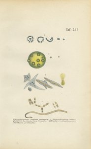 Microorganisms: Gonium, Volvox and Other Single-celled Organisms