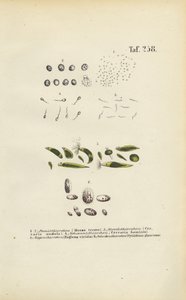 Microscopic Single-celled Organisms: Monads, Cercariae and Parasites by J. W. Tenhaeff