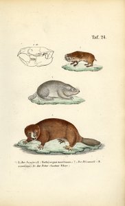 Mole-rats and Beaver