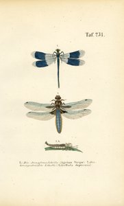 Native Dragonfly Species with Larval Development by J. W. Tenhaeff