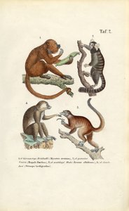 New World Monkeys and Lemurs