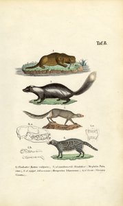 Otter, Skunk, Ichneumon and Civet with Skull Illustrations