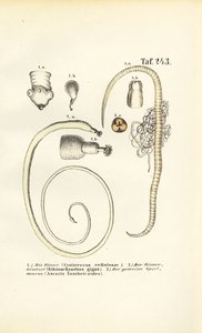 Parasitic Worms and Their Developmental Stages