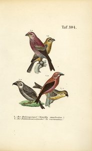 Pine Grosbeak and Red Crossbill