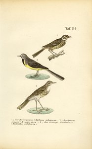 Pipits and Wagtail Species
