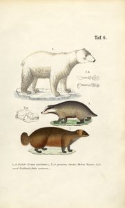 Polar Bear, Badger and Wolverine with Anatomical Details
