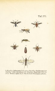 Predatory and Parasitic Fly Species